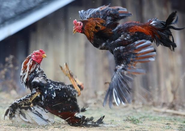 鬼子斗雞圖片