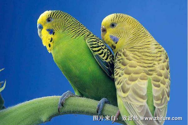 虎皮鸚鵡怎么分公母？
