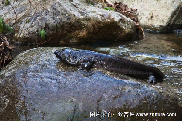 娃娃魚價(jià)格多少錢一斤？