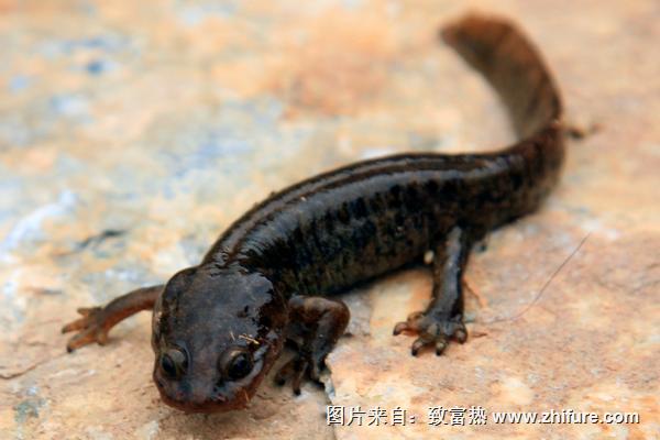 娃娃魚怎么養殖?