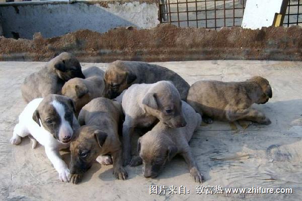 養(yǎng)殖肉狗國家有補助嗎？