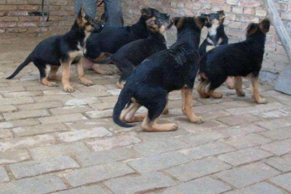 養殖肉狗國家有補助嗎?