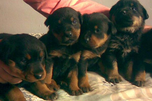 養殖肉狗國家有補助嗎?