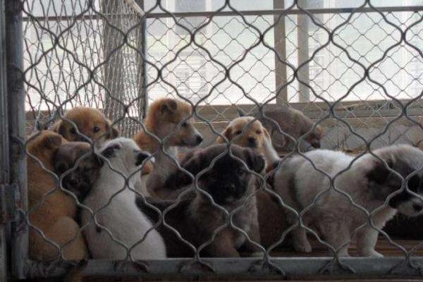 養殖肉狗國家有補助嗎?