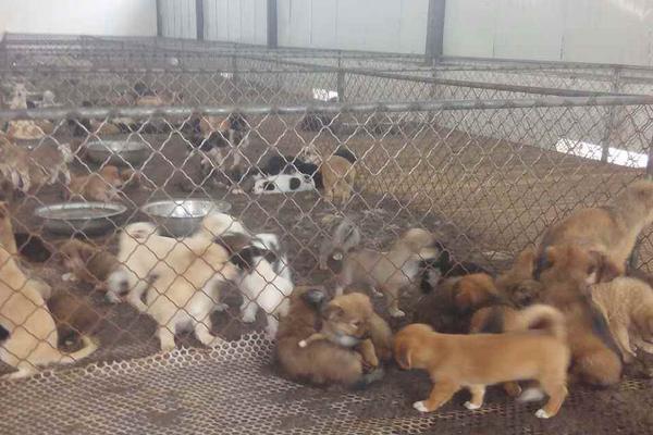 養殖肉狗國家有補助嗎?