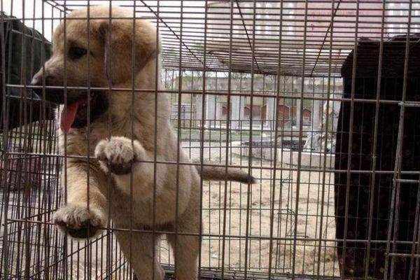 養殖肉狗國家有補助嗎?