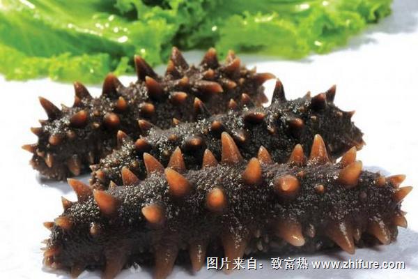 夏天吃海參好嗎？