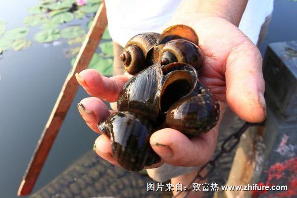 福壽螺與田螺怎么分辨?