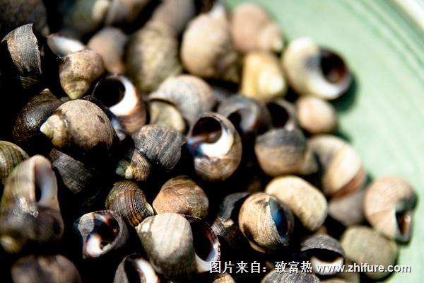 田螺市場價格多少錢一斤？