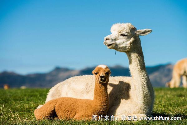 駝羊和羊駝的區別是什么？