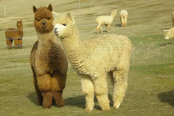 駝羊和羊駝的區別是什么？