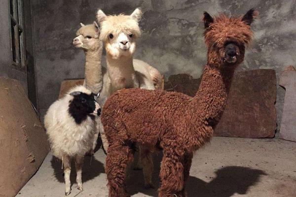 駝羊和羊駝的區別是什么？