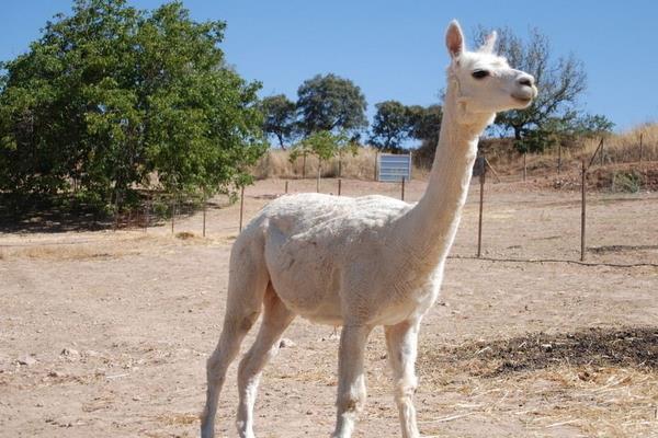 駝羊和羊駝的區別是什么？