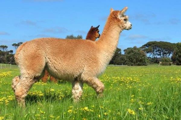 駝羊和羊駝的區別是什么？