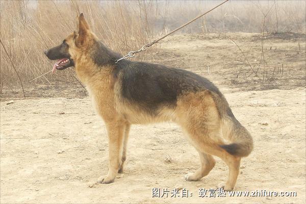 肉狗市場價格多少錢一斤