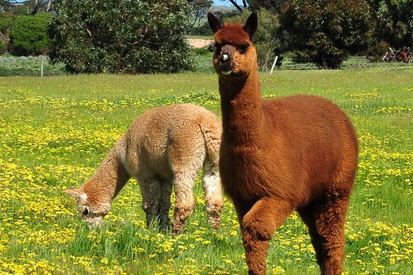 駝羊和羊駝的區別是什么？