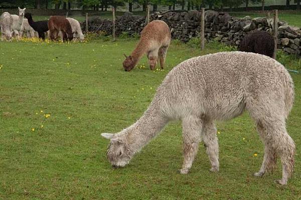 羊駝吃什么食物飼料?