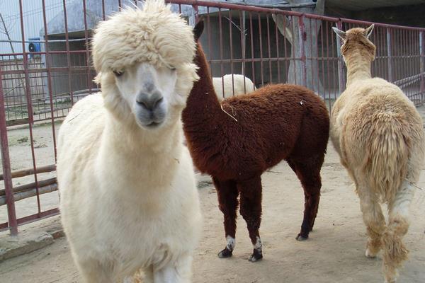 羊駝吃什么食物飼料?