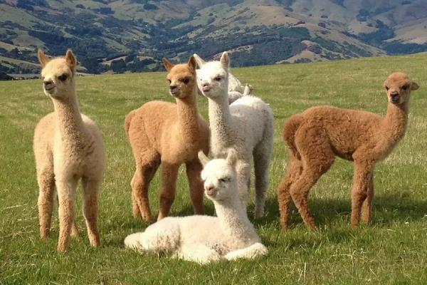 羊駝吃什么食物飼料?