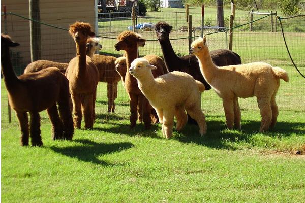 羊駝吃什么食物飼料?