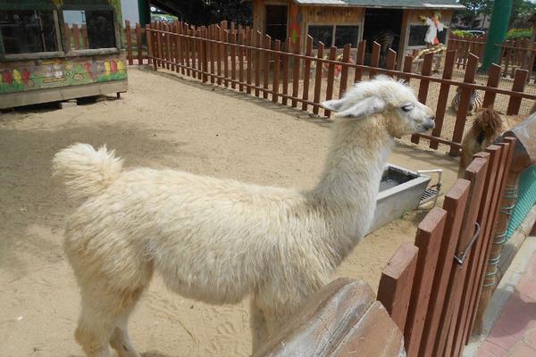 羊駝吃什么食物飼料?
