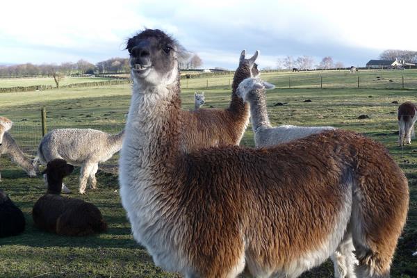 羊駝吃什么食物飼料?