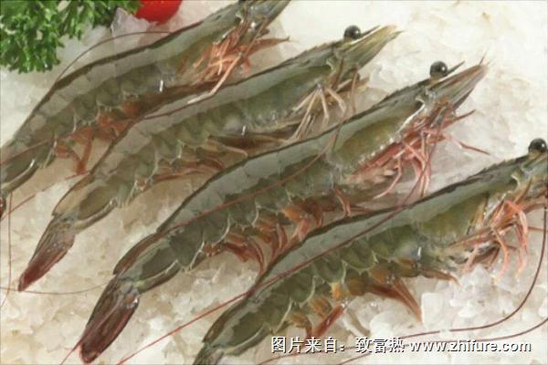 南美白對蝦飼料配方