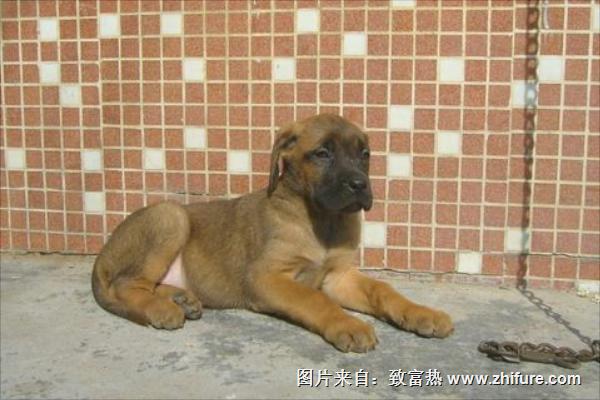 養(yǎng)肉狗需要辦什么證