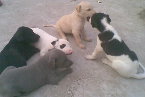 養肉狗需要辦什么證