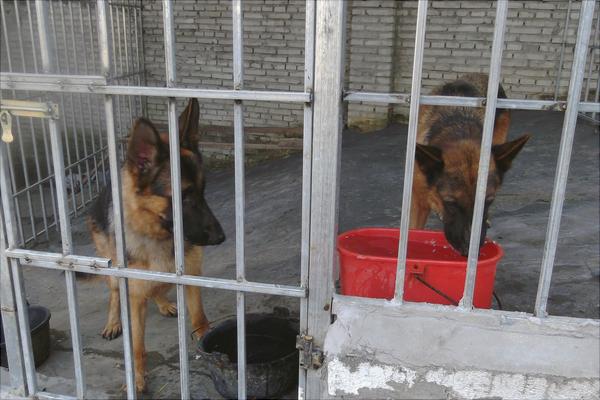 養肉狗需要辦什么證