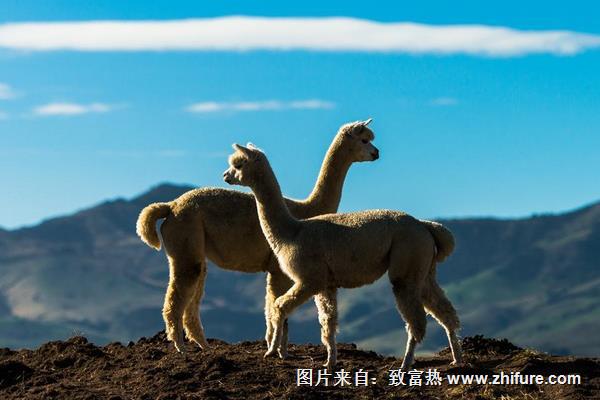 羊駝價格多少錢一只？