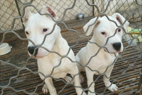 養肉狗需要辦什么證