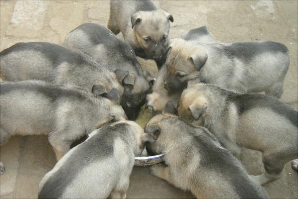 養肉狗需要辦什么證