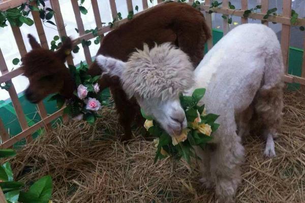 羊駝價格多少錢一只？