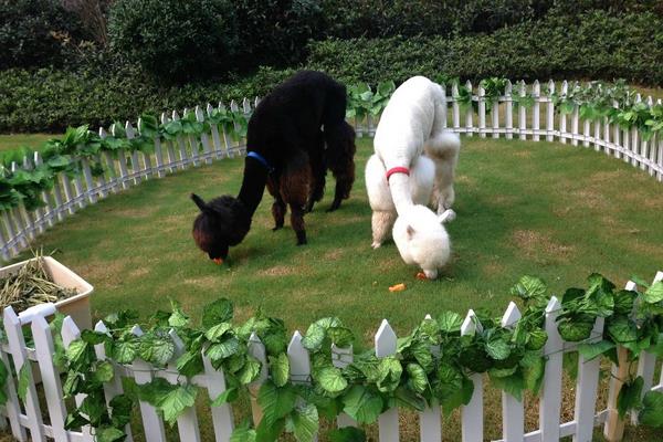 羊駝價格多少錢一只？