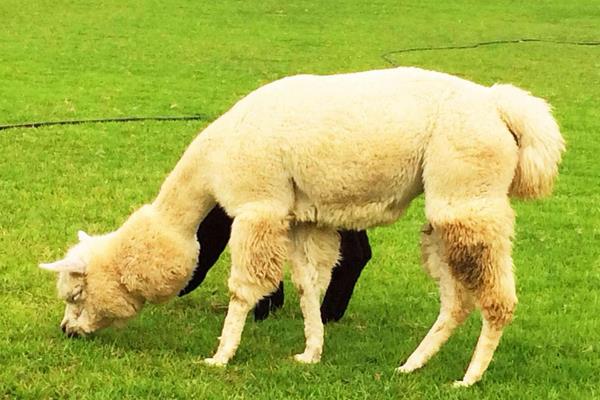 羊駝價格多少錢一只？