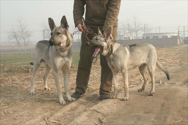 養肉狗需要辦什么證