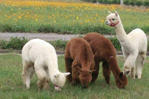 羊駝價格多少錢一只？