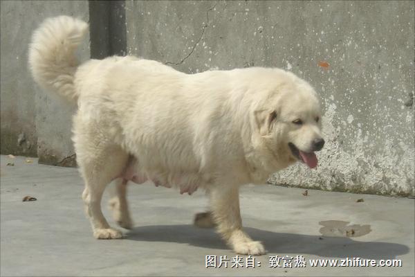 養(yǎng)殖肉狗喂什么飼料