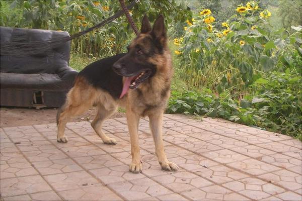養殖肉狗喂什么飼料