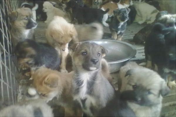 養殖肉狗喂什么飼料