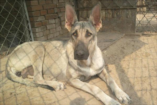 養殖肉狗喂什么飼料