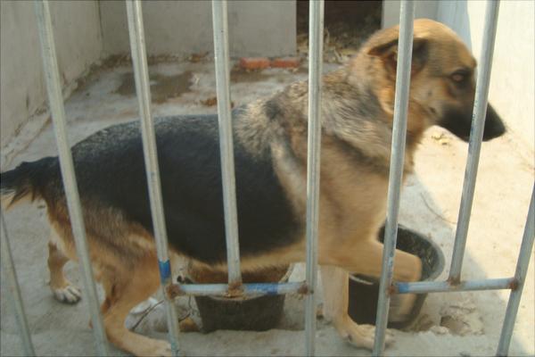 養殖肉狗喂什么飼料