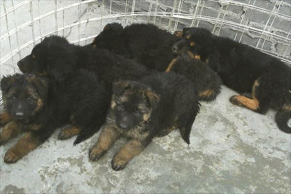 養殖肉狗喂什么飼料