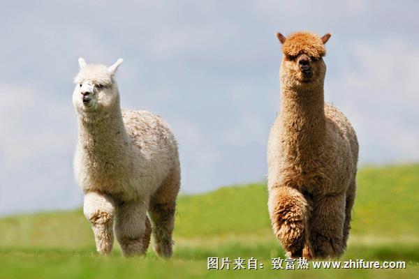 羊駝是保護動物嗎？