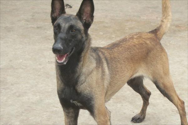 養殖肉狗喂什么飼料