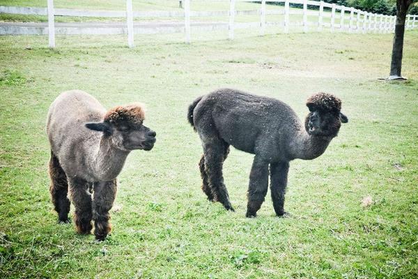 羊駝是保護動物嗎？