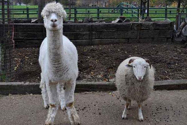 羊駝是保護動物嗎？