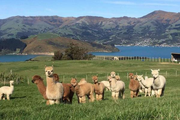 羊駝是保護動物嗎？