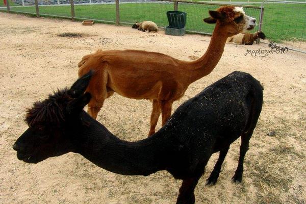 羊駝是保護動物嗎？